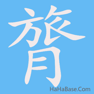 《膂》的筆順動畫寫字動畫演示