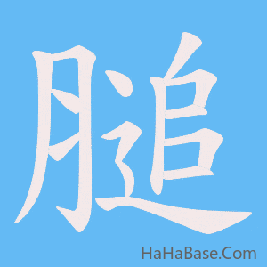 《膇》的筆順動畫寫字動畫演示