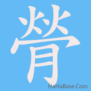 《膋》的筆順動畫寫字動畫演示