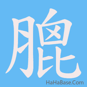 《膍》的筆順動畫寫字動畫演示