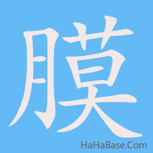 《膜》的筆順動畫寫字動畫演示
