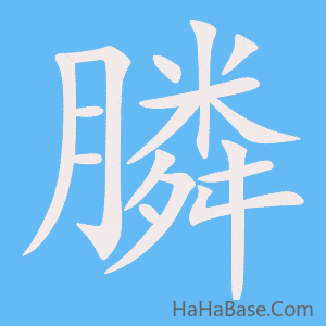 《膦》的筆順動畫寫字動畫演示