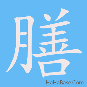 《膳》的筆順動畫寫字動畫演示