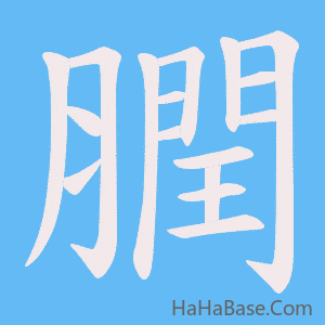 《膶》的筆順動畫寫字動畫演示