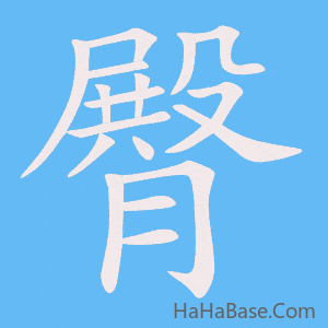 《臀》的筆順動畫寫字動畫演示