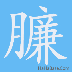 《臁》的筆順動畫寫字動畫演示