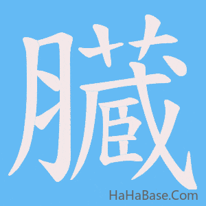 《臓》的筆順動畫寫字動畫演示