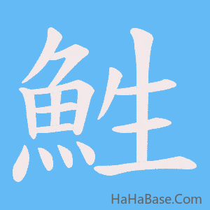 《鮏》的筆順動畫寫字動畫演示