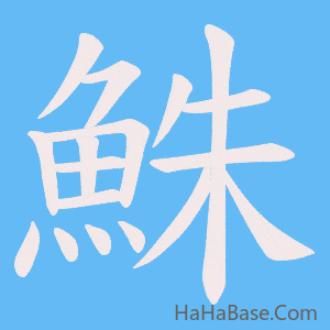 《鮢》的筆順動畫寫字動畫演示