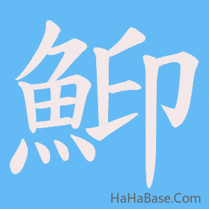 《鮣》的筆順動畫寫字動畫演示
