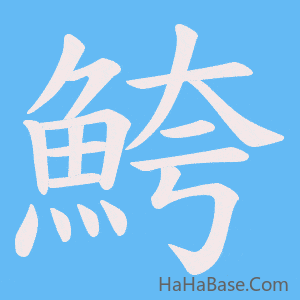 《鮬》的筆順動畫寫字動畫演示
