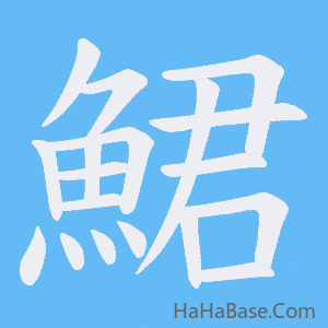 《鮶》的筆順動畫寫字動畫演示