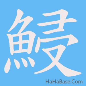 《鮼》的筆順動畫寫字動畫演示