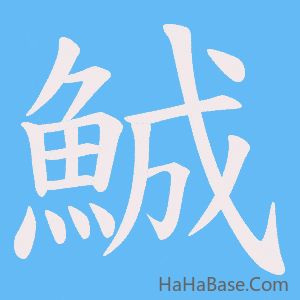 《鯎》的筆順動畫寫字動畫演示