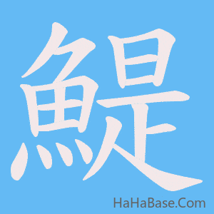 《鯷》的筆順動畫寫字動畫演示