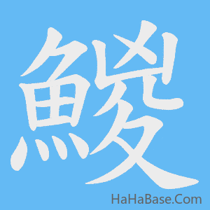 《鯼》的筆順動畫寫字動畫演示