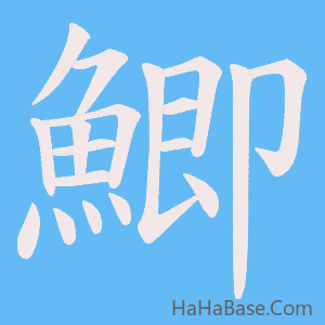 《鯽》的筆順動畫寫字動畫演示