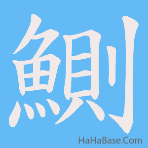 《鰂》的筆順動畫寫字動畫演示