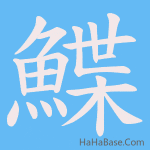 《鰈》的筆順動畫寫字動畫演示