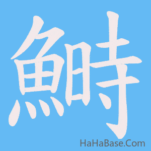 《鰣》的筆順動畫寫字動畫演示