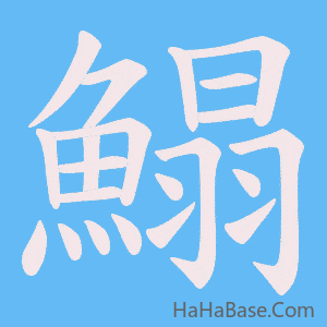 《鰨》的筆順動畫寫字動畫演示
