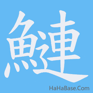 《鰱》的筆順動畫寫字動畫演示