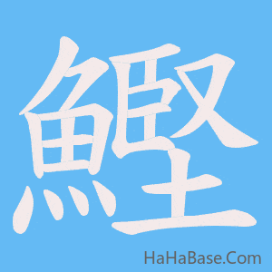 《鰹》的筆順動畫寫字動畫演示