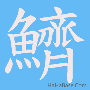 《鱭》的筆順動畫寫字動畫演示