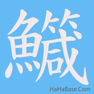 《鱵》的筆順動畫寫字動畫演示