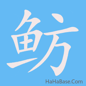 《鲂》的筆順動畫寫字動畫演示