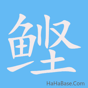 《鲣》的筆順動畫寫字動畫演示