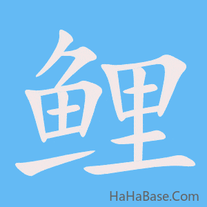 《鲤》的筆順動畫寫字動畫演示