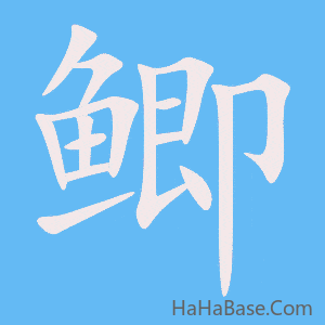 《鲫》的筆順動畫寫字動畫演示
