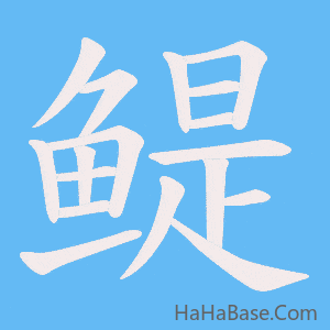 《鳀》的筆順動畫寫字動畫演示