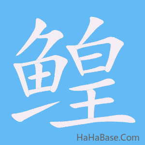 《鳇》的筆順動畫寫字動畫演示