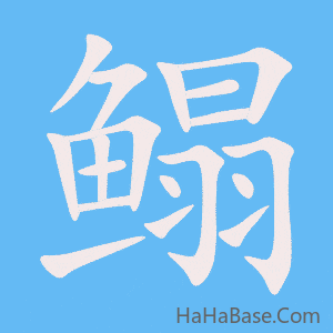《鳎》的筆順動畫寫字動畫演示