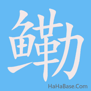 《鳓》的筆順動畫寫字動畫演示