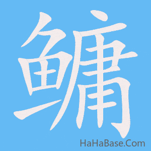 《鳙》的筆順動畫寫字動畫演示