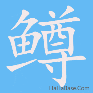 《鳟》的筆順動畫寫字動畫演示