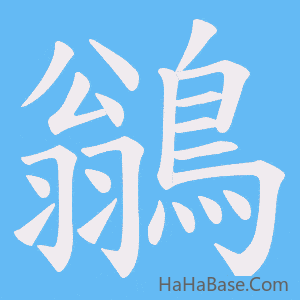 《鶲》的筆順動畫寫字動畫演示
