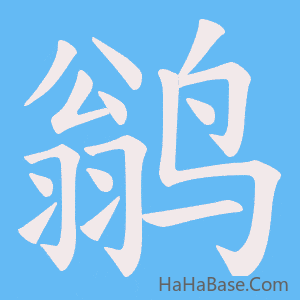 《鹟》的筆順動畫寫字動畫演示